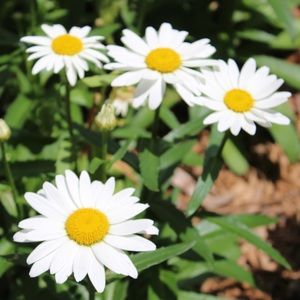 Meet your Posher, Maya